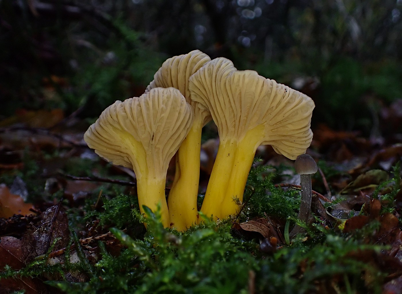 20251022 Lisky Harr (1)