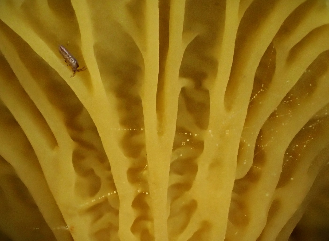 20251022 Lisky Harr (2)