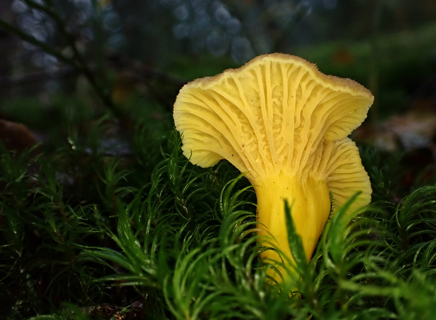 20251022 Lisky Harr (3)