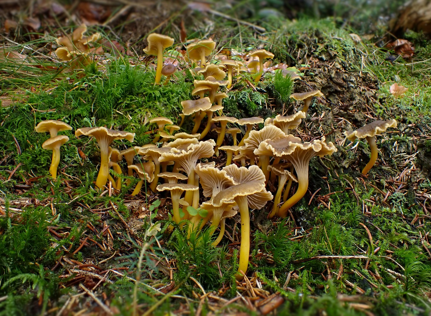 20251023 Lisky Harr (1)