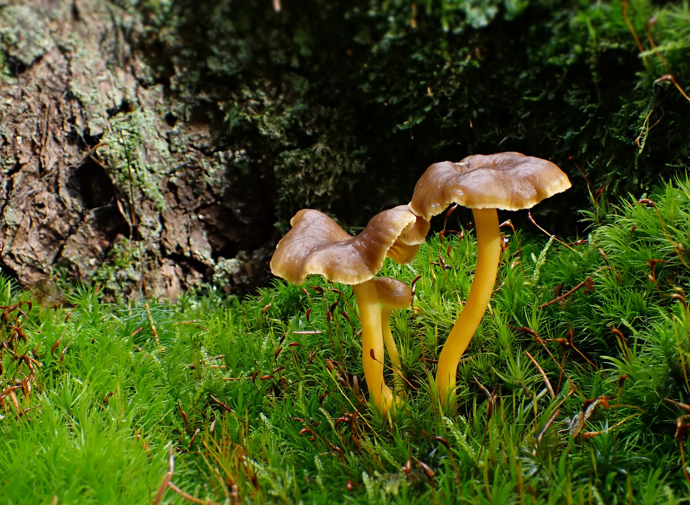 20251023 Lisky Harr (2)