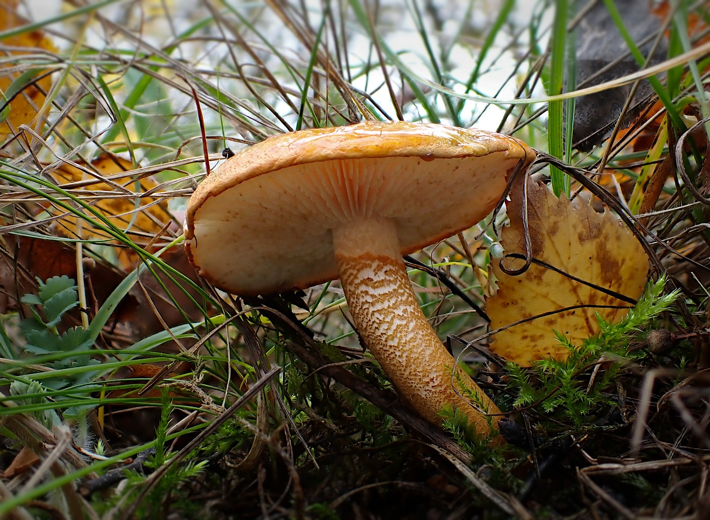 20251025 Myko Prokopak (12)