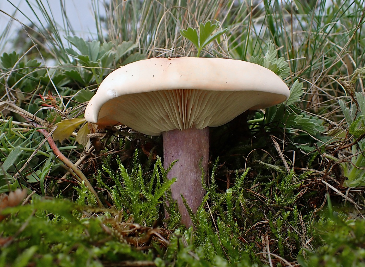 20251025 Myko Prokopak (15)