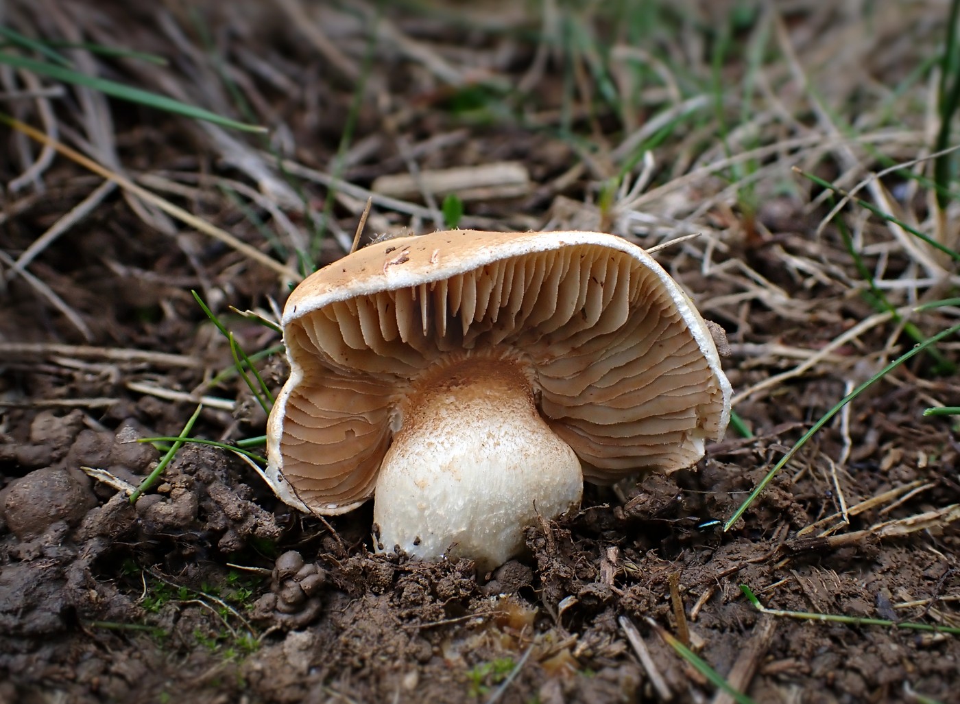 20251025 Myko Prokopak (20)