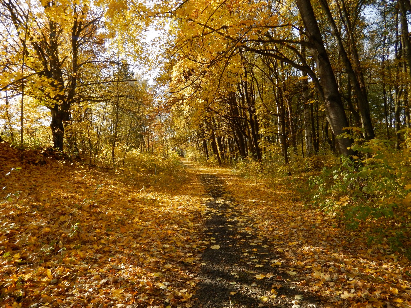 20251031 Drevniky (11)