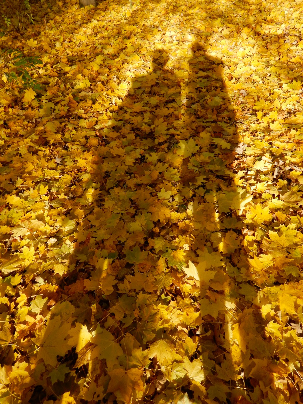 20251031 Drevniky (12)