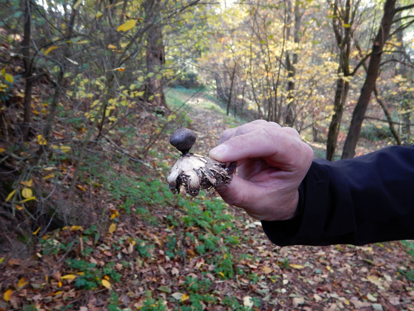 20251031 Drevniky (13)