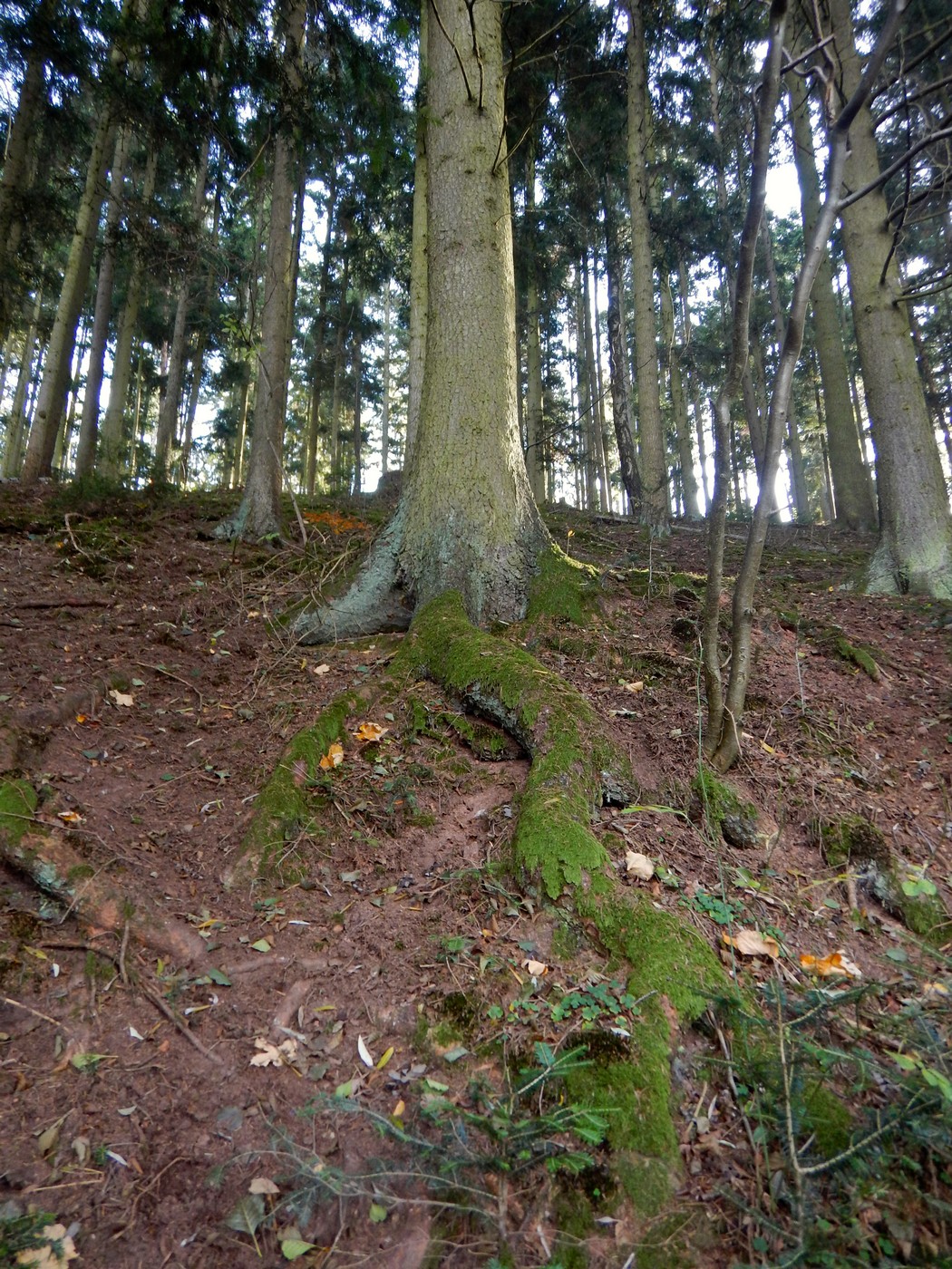 20251031 Drevniky (15)