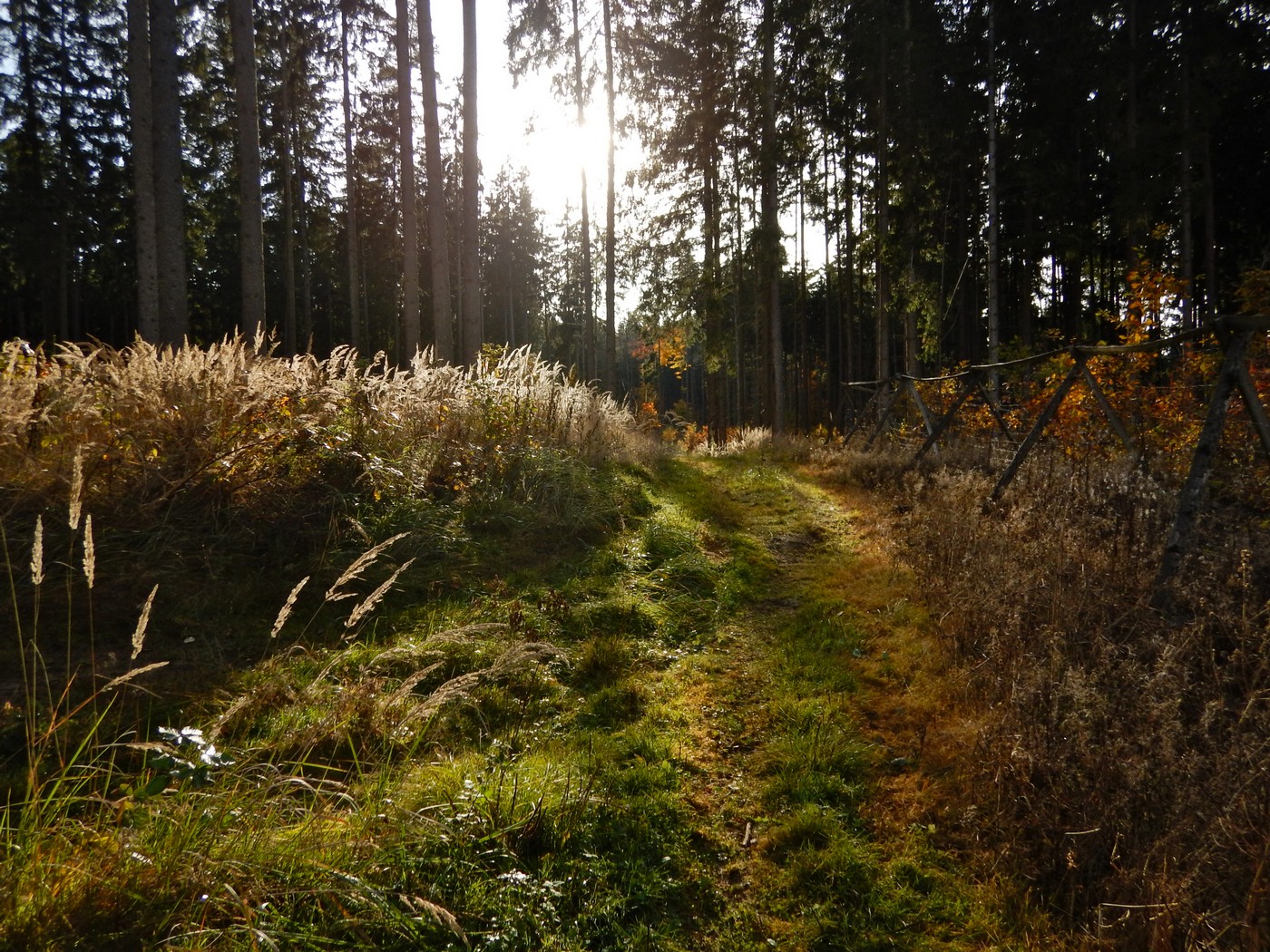 20251031 Drevniky (16)