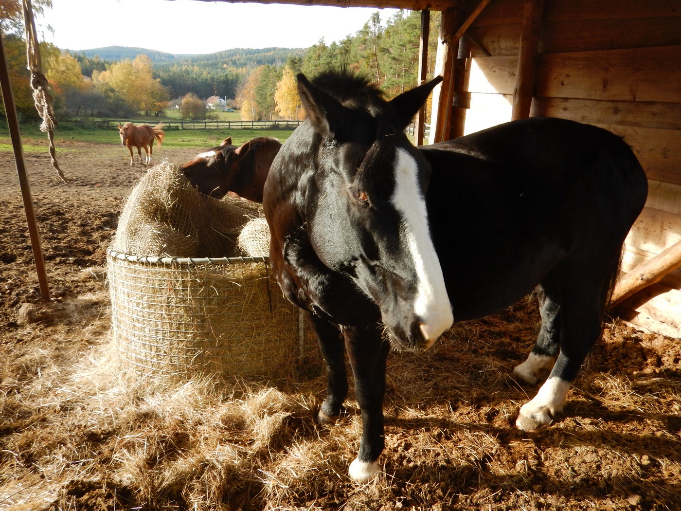 20251031 Drevniky (18)