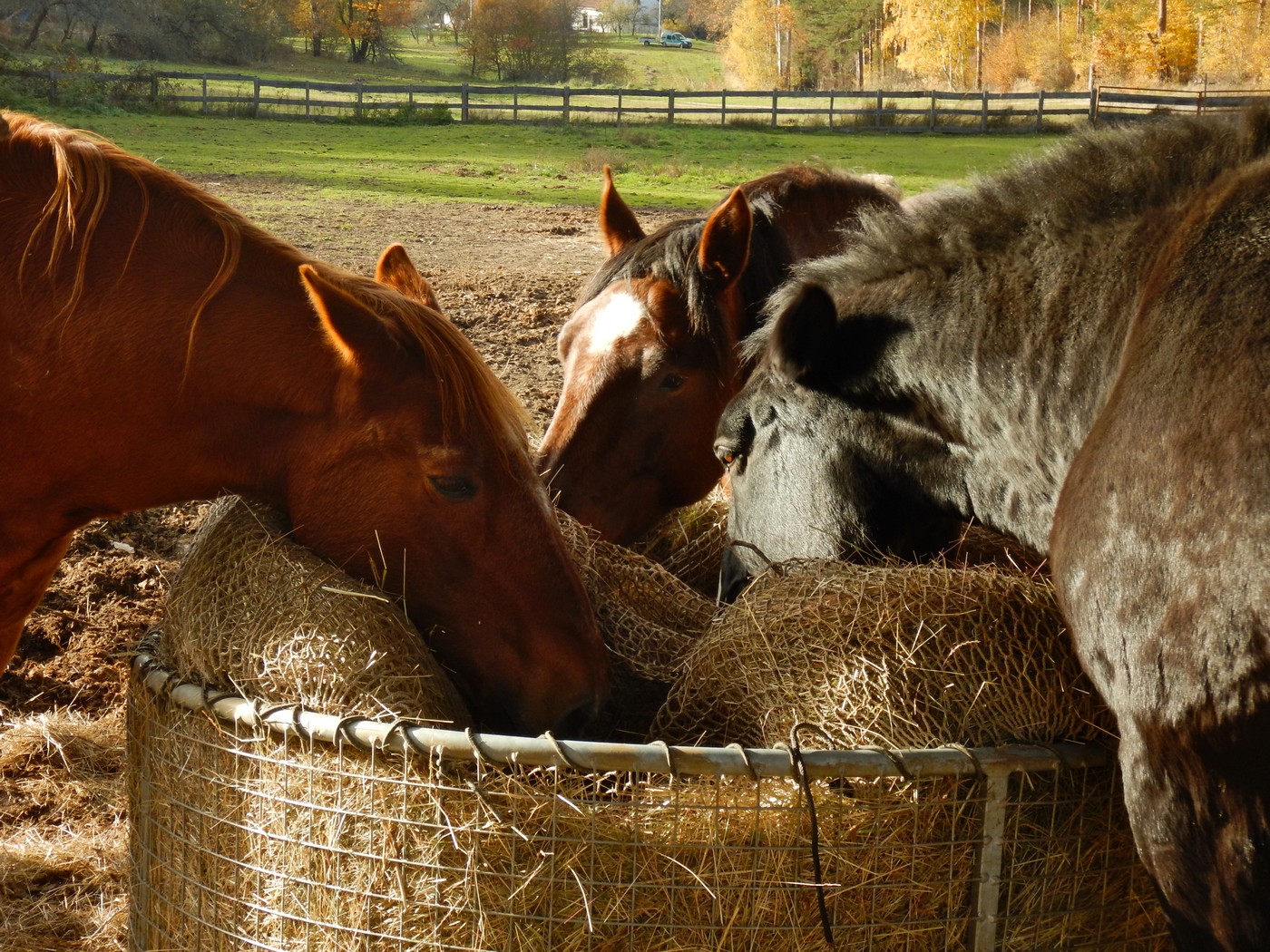 20251031 Drevniky (19)