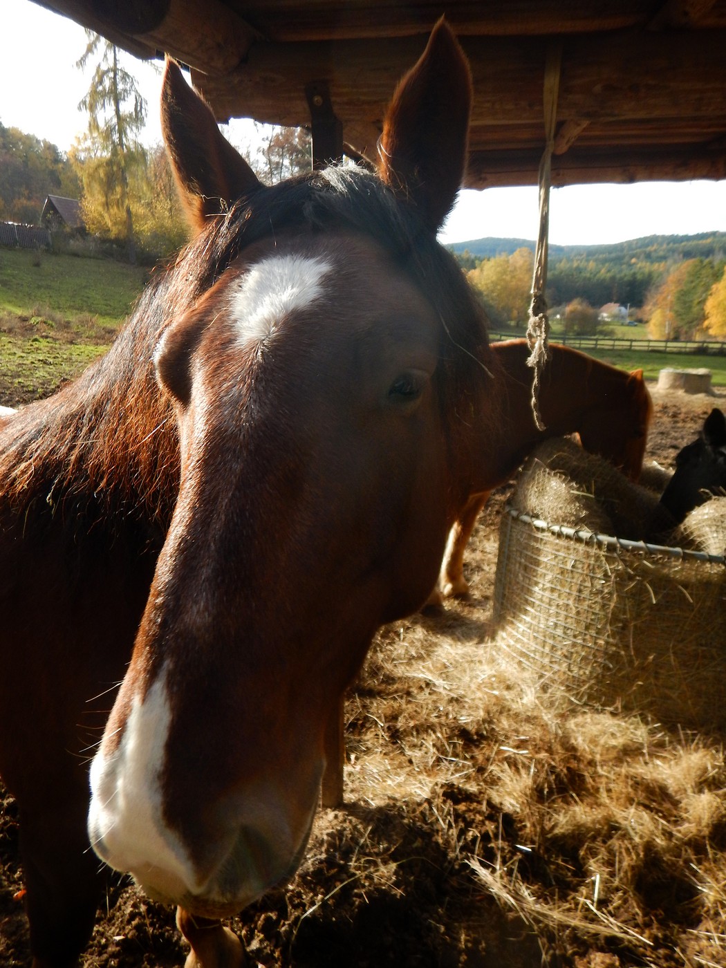 20251031 Drevniky (20)