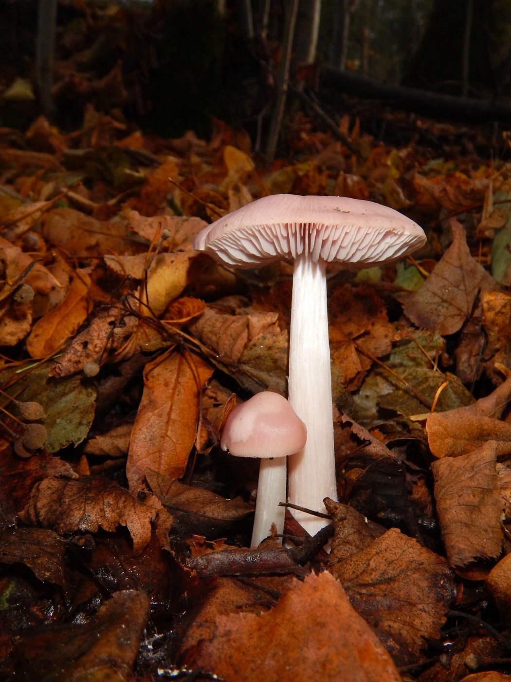 20251031 Drevniky (21)