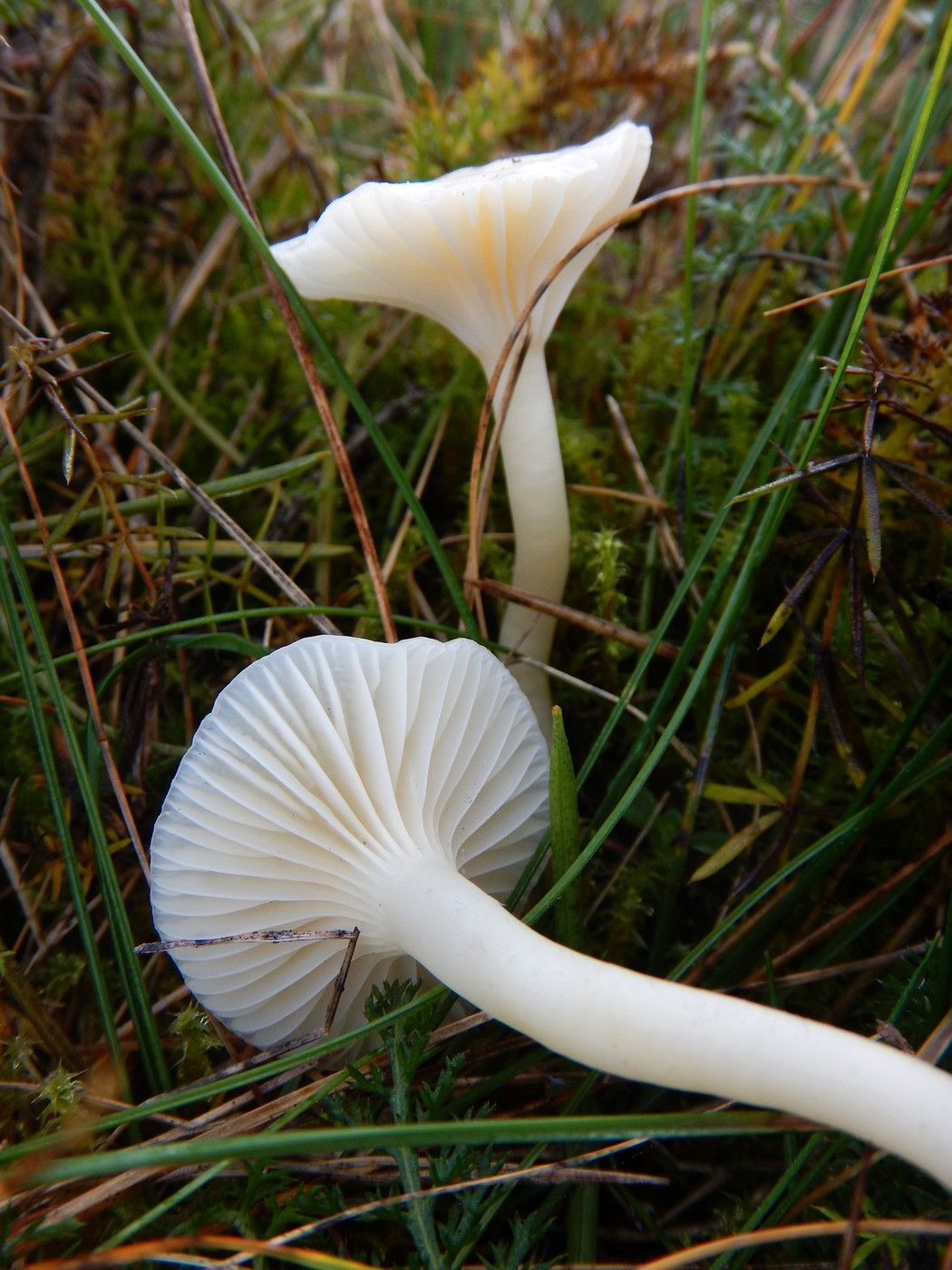 20251031 Drevniky (24)