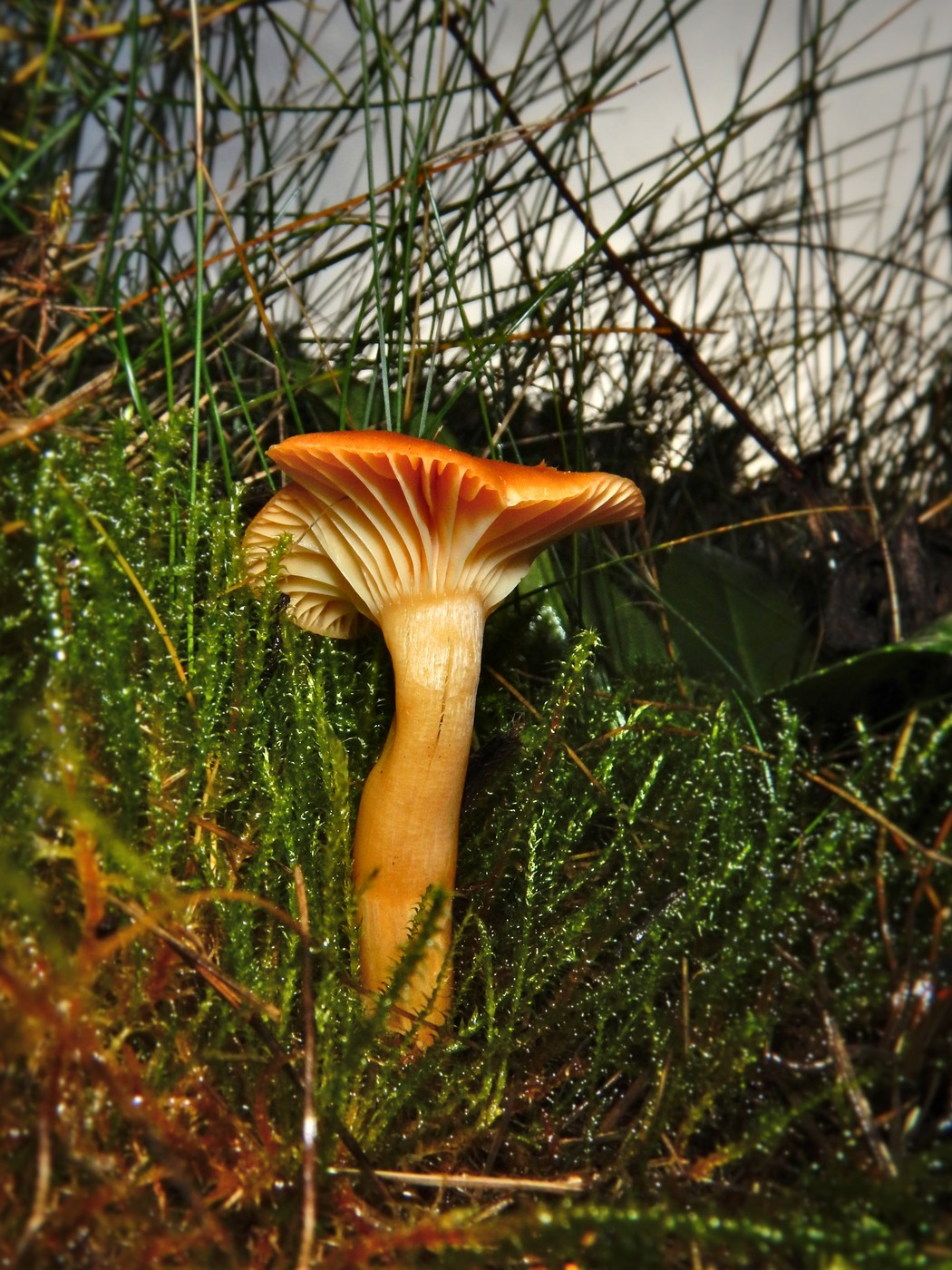 20251031 Drevniky (26)