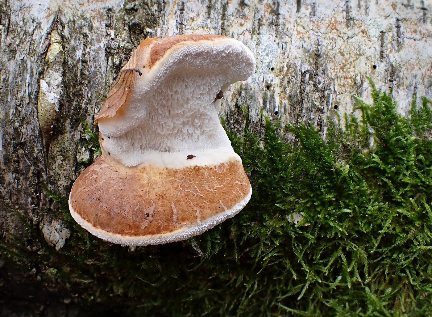 20251108 Myko Jenstejn (12)