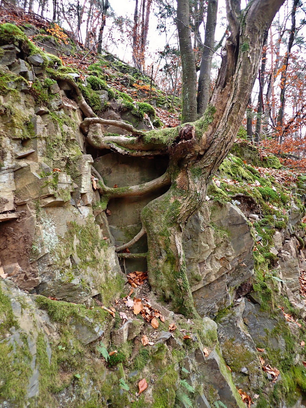 20251108 Myko Jenstejn (13)