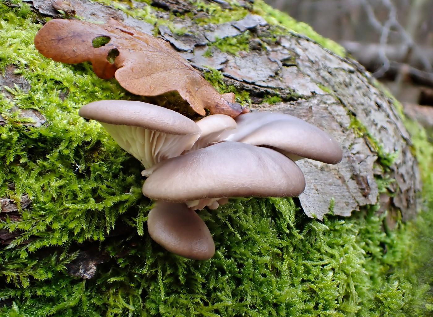 20251108 Myko Jenstejn (14)