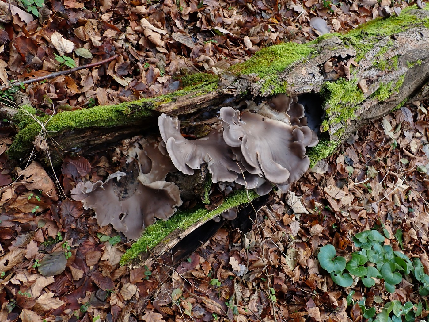 20251108 Myko Jenstejn (15)