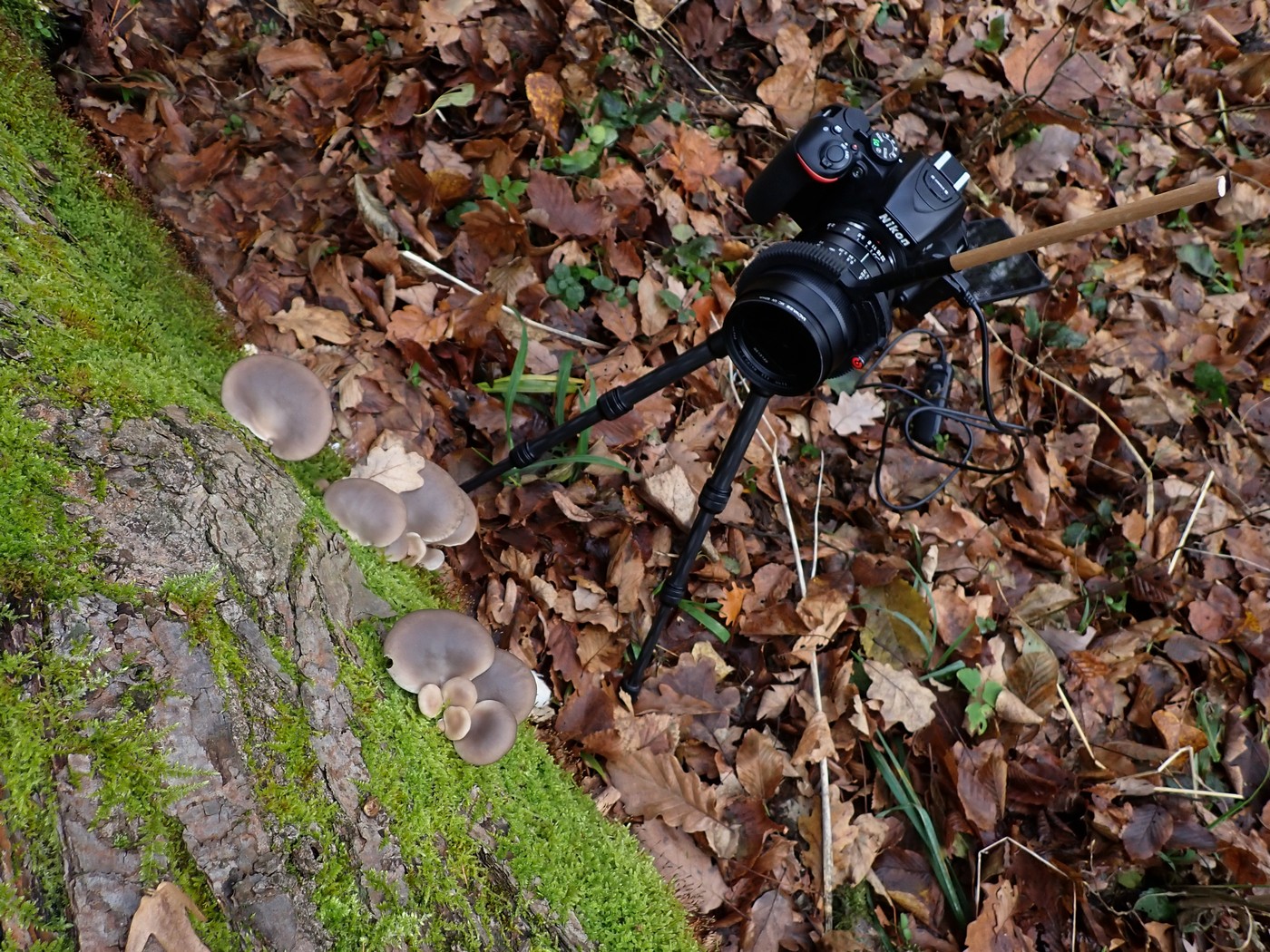 20251108 Myko Jenstejn (17)