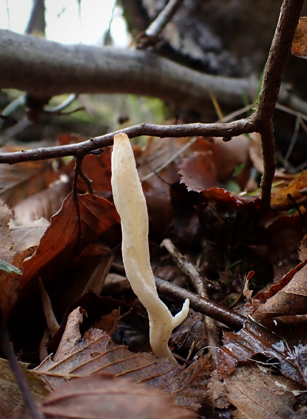 20251108 Myko Jenstejn (18)