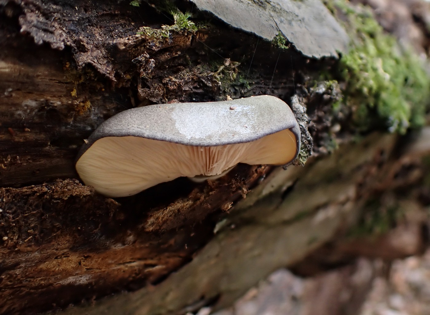 20251108 Myko Jenstejn (19)