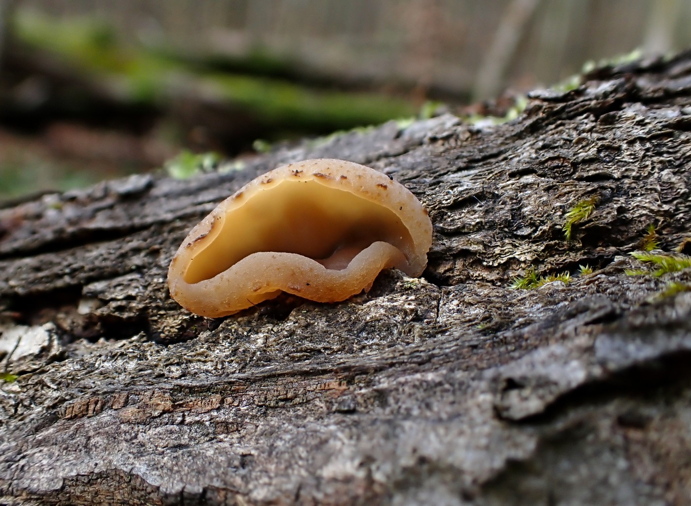 20251108 Myko Jenstejn (20)