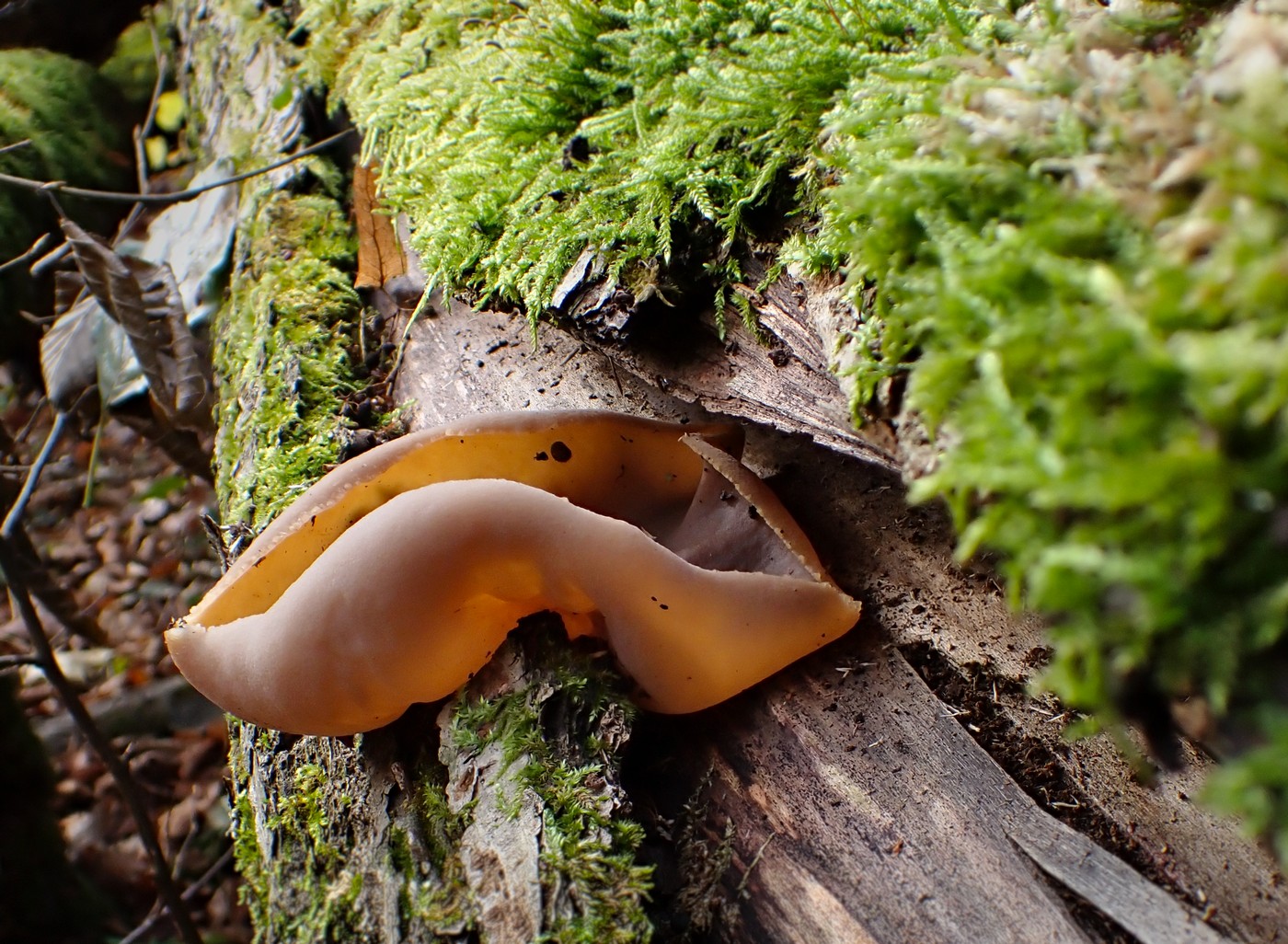 20251108 Myko Jenstejn (21)