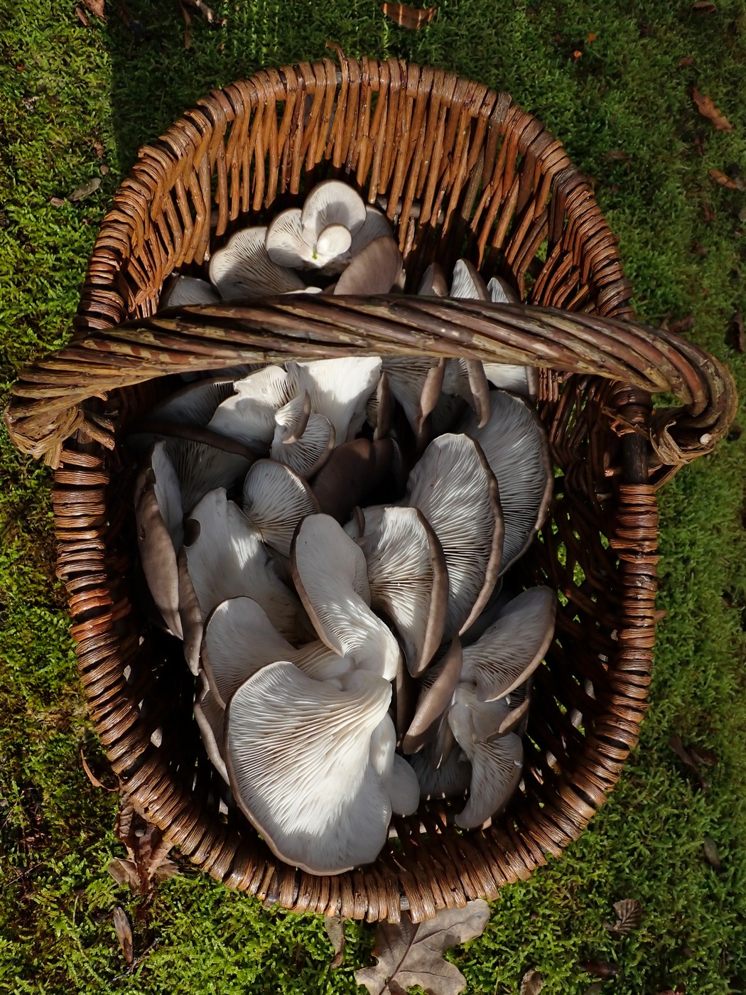 20251108 Myko Jenstejn (23)