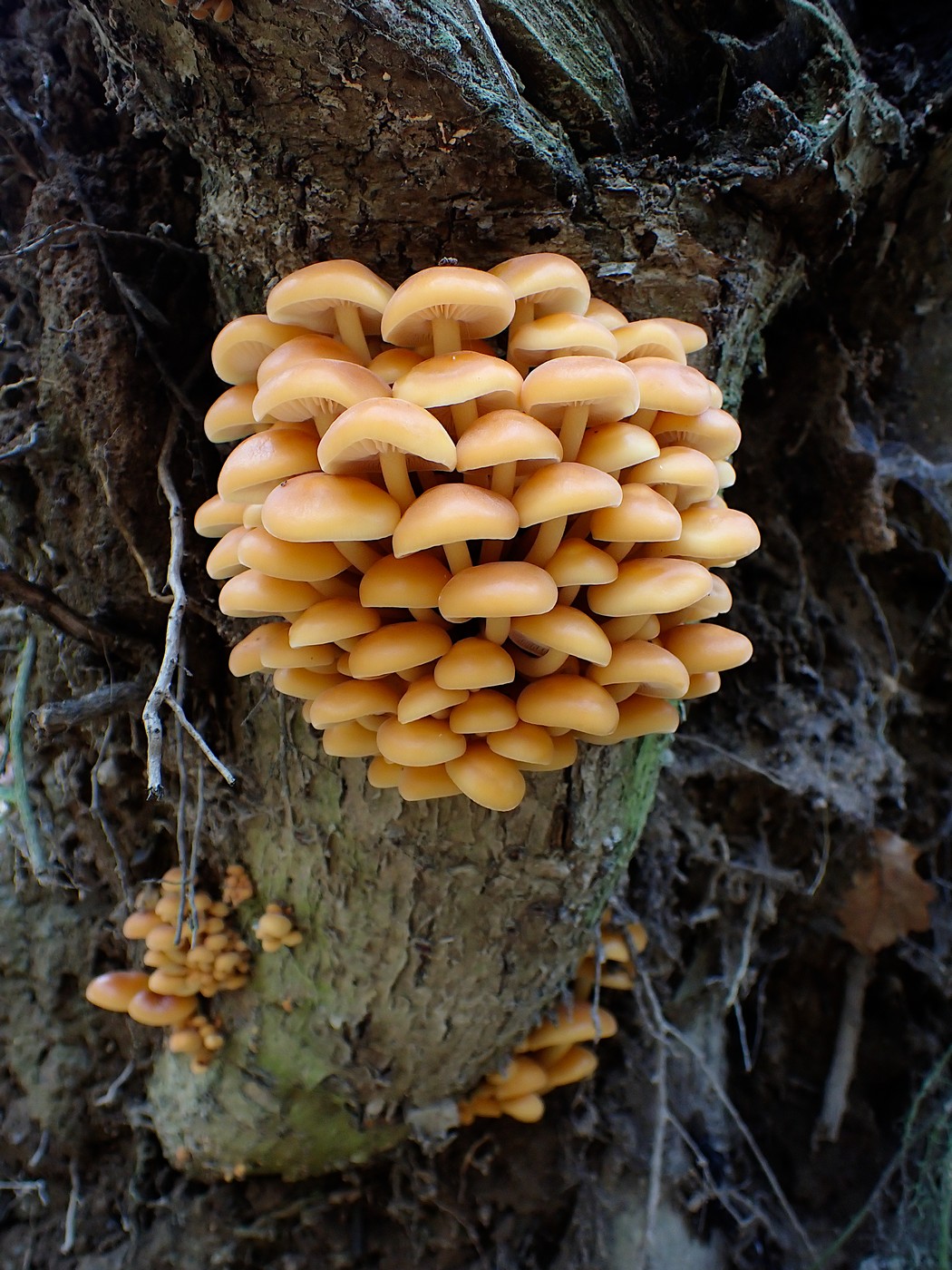 20251108 Myko Jenstejn (24)