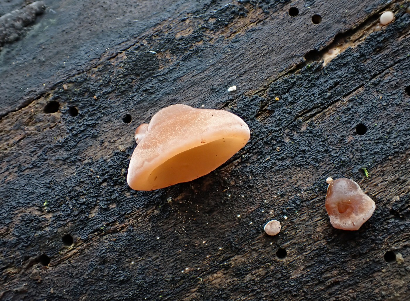 20251108 Myko Jenstejn (28)