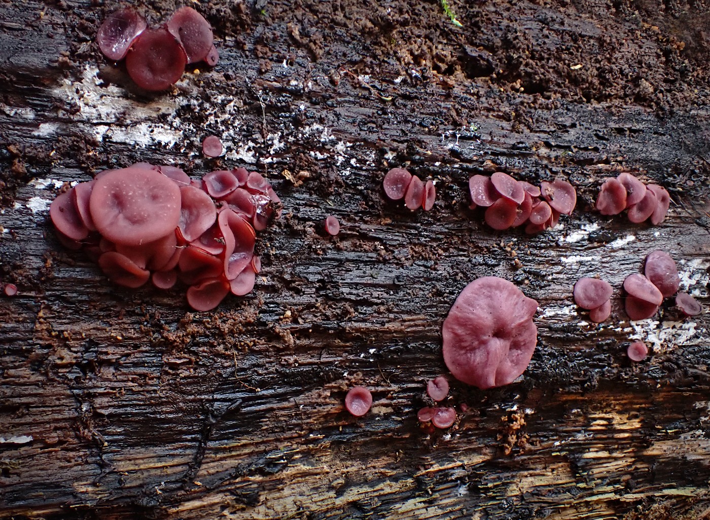 20251108 Myko Jenstejn (29)