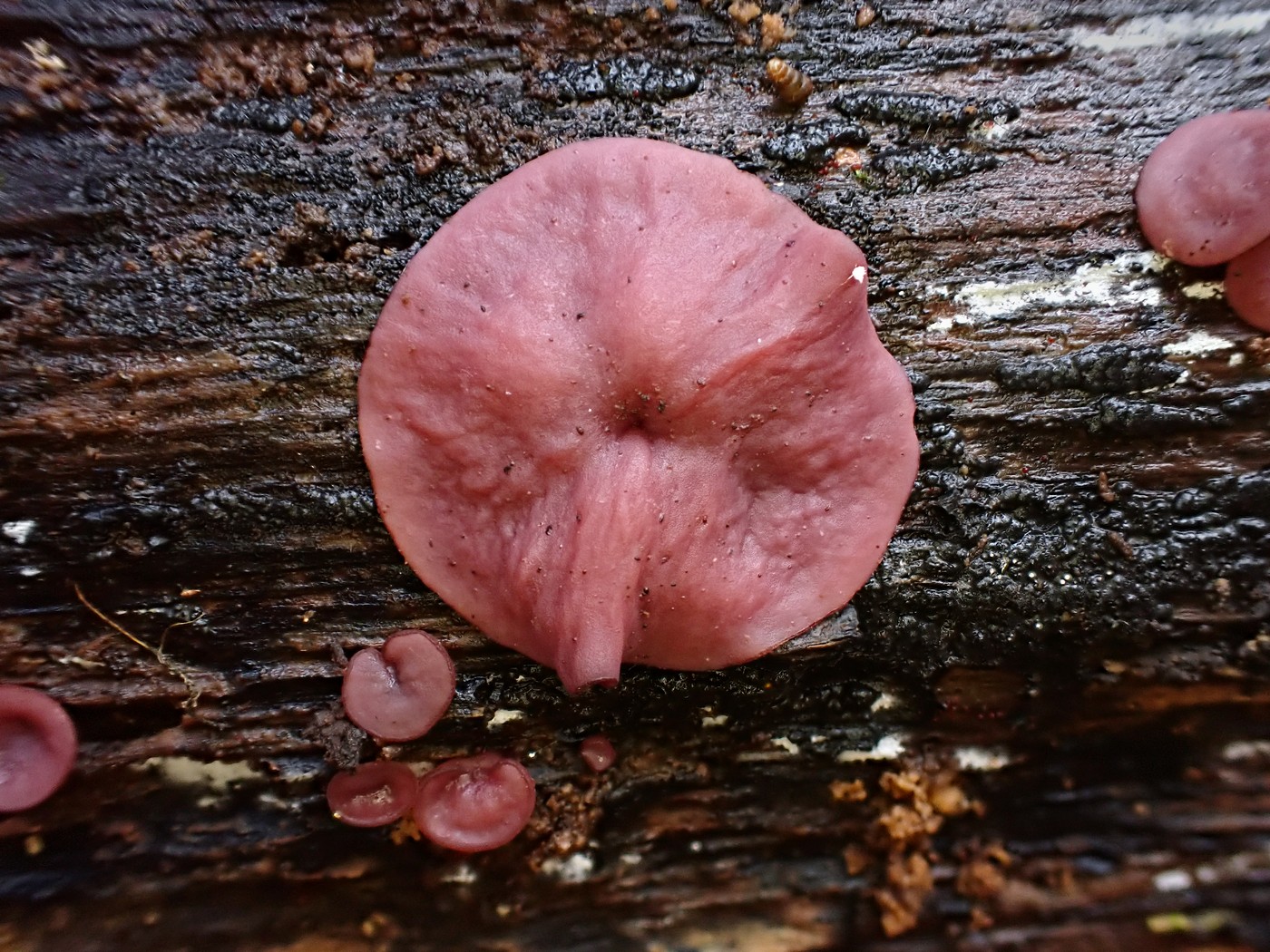 20251108 Myko Jenstejn (30)