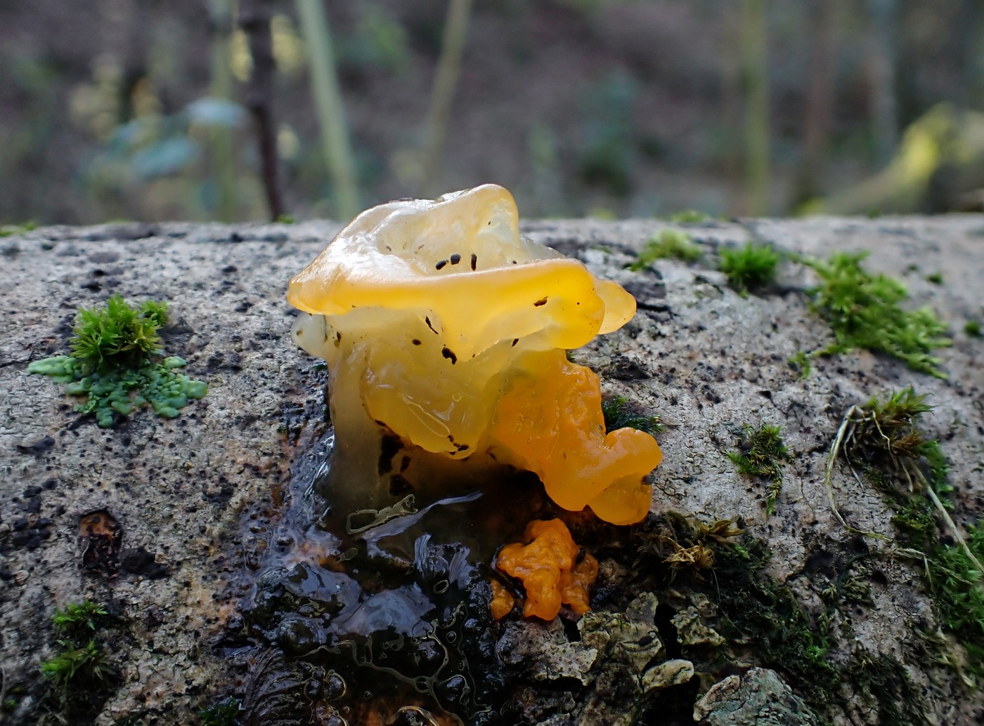 20251108 Myko Jenstejn (31)