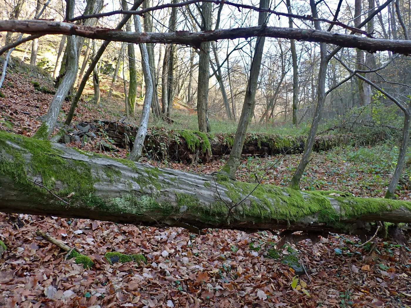 20251108 Myko Jenstejn (32)