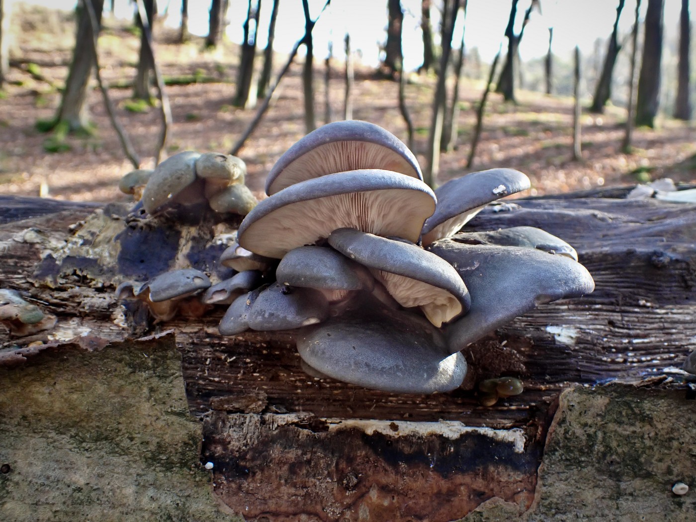 20251108 Myko Jenstejn (36)