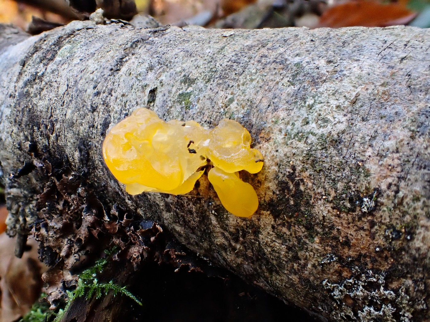 20251108 Myko Jenstejn (37)