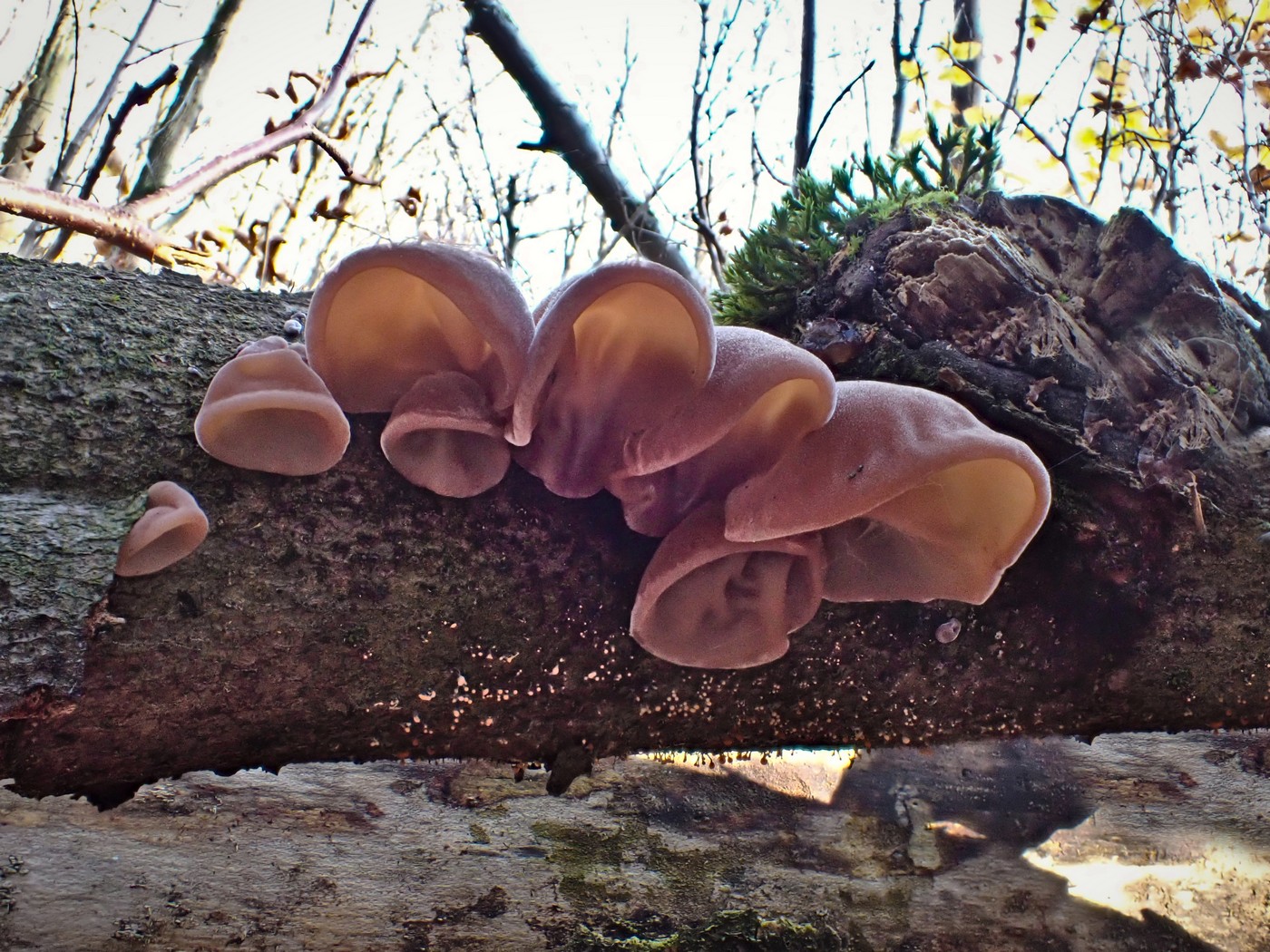 20251108 Myko Jenstejn (38)