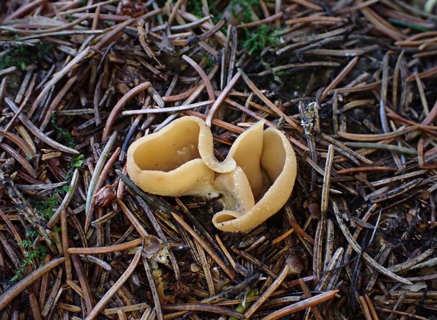 20251108 Myko Jenstejn (39)