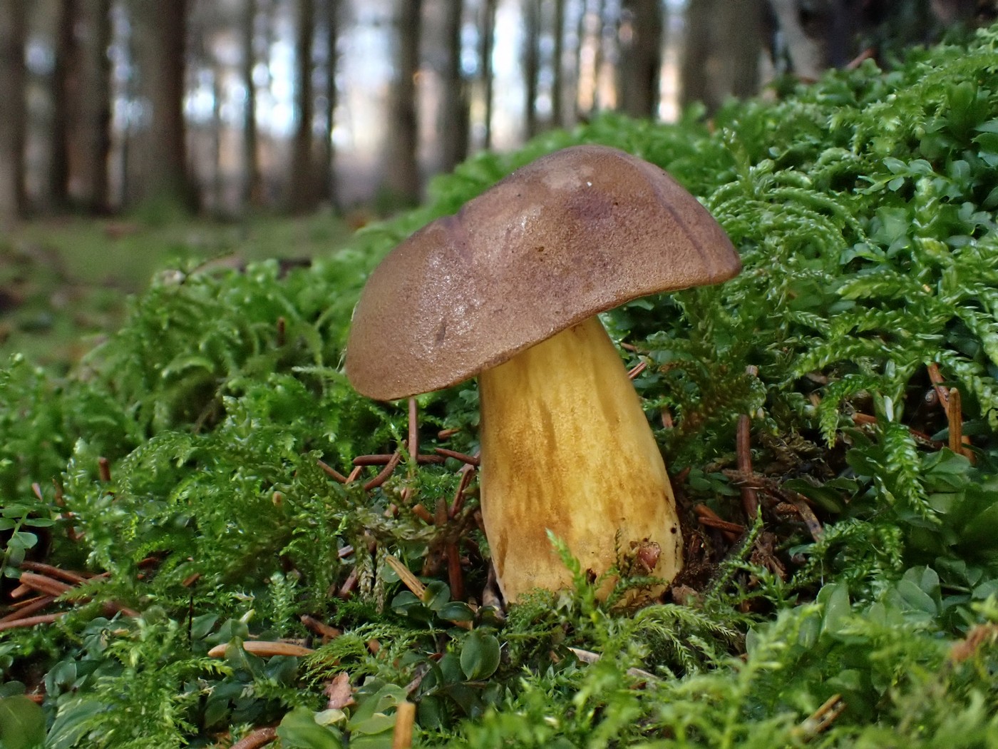 20251108 Myko Jenstejn (40)