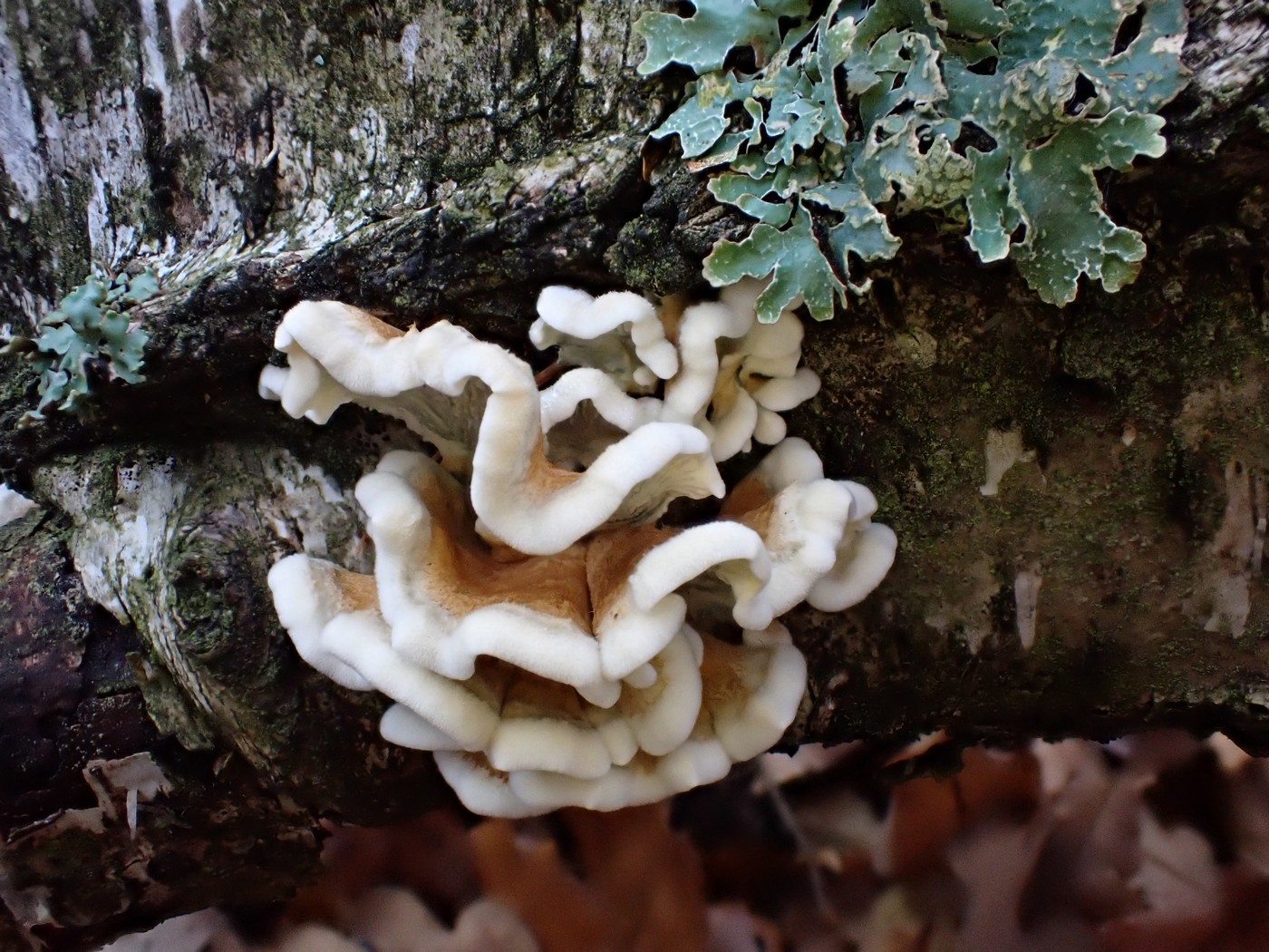 20251108 Myko Jenstejn (41)