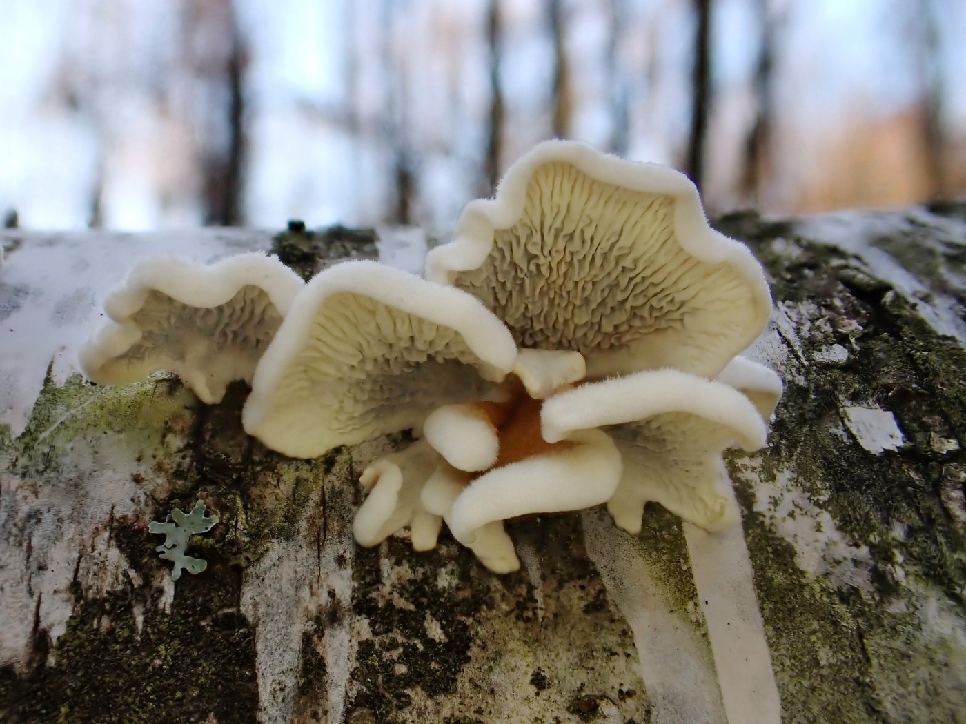 20251108 Myko Jenstejn (42)