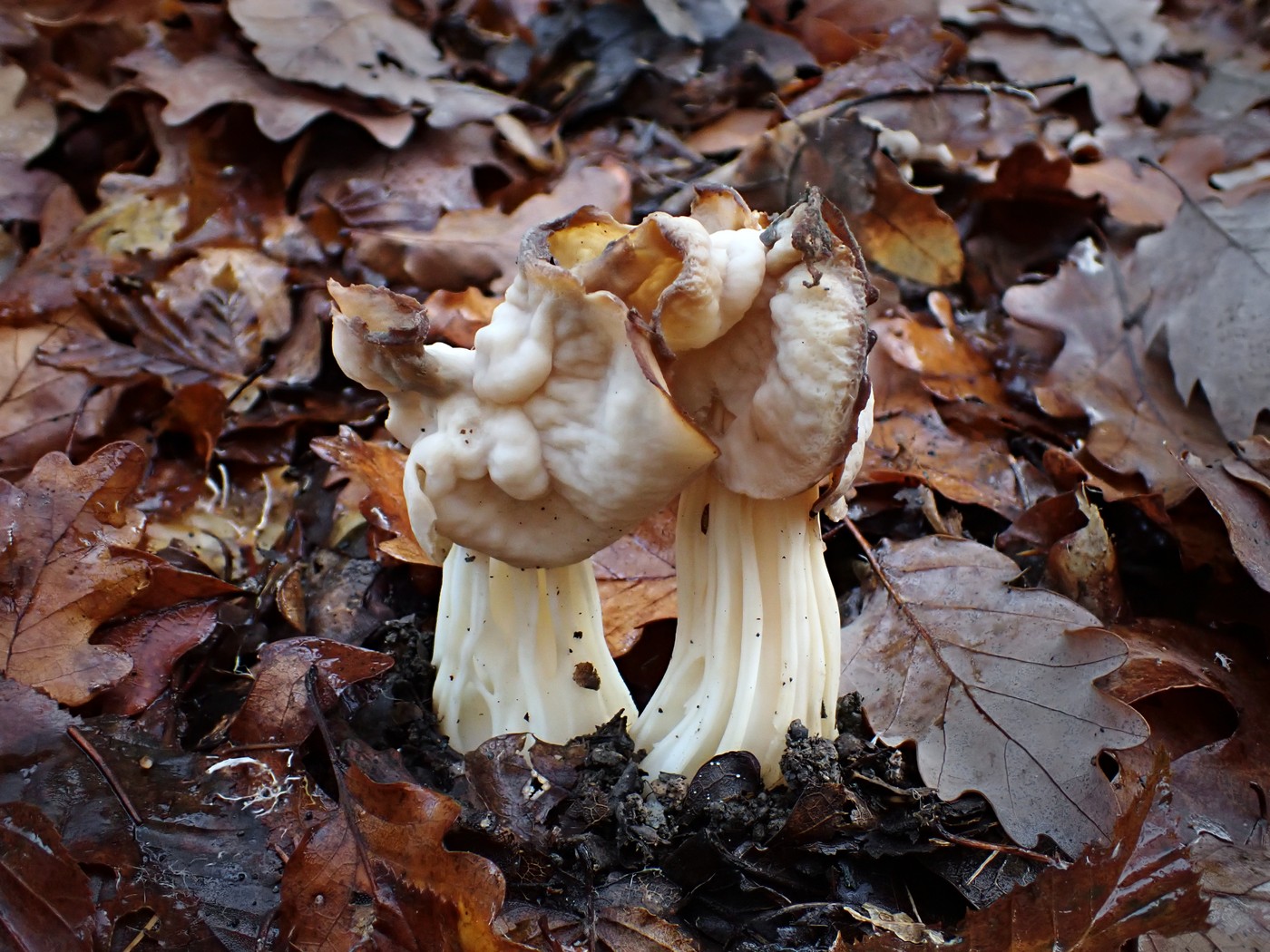 20251108 Myko Jenstejn (43)