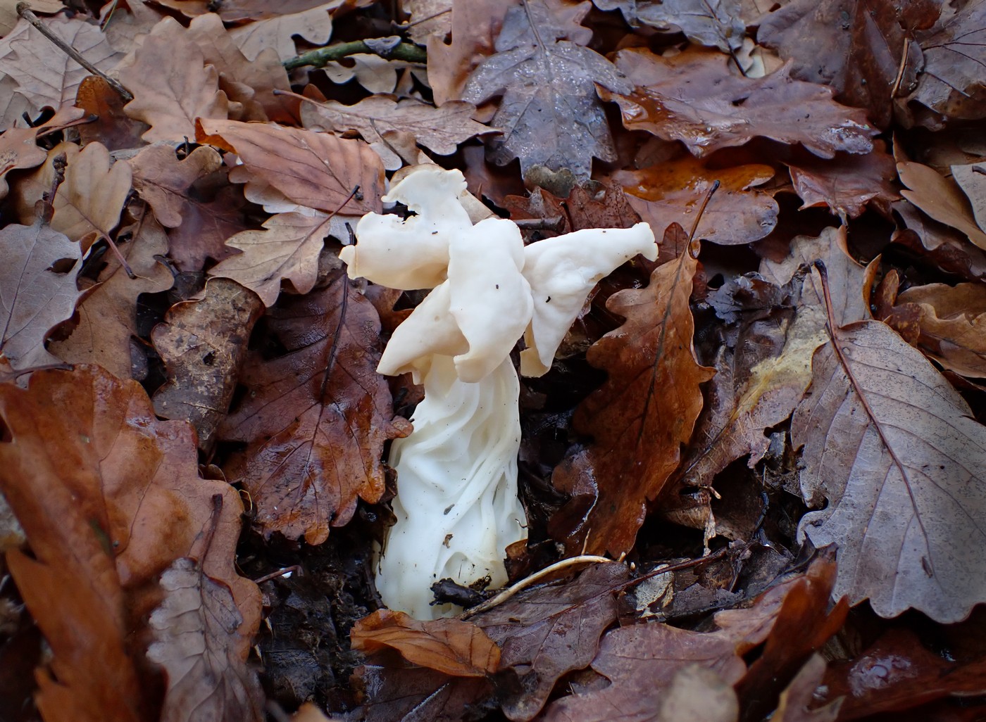 20251108 Myko Jenstejn (44)