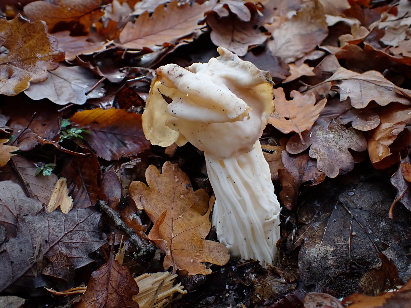 20251108 Myko Jenstejn (45)