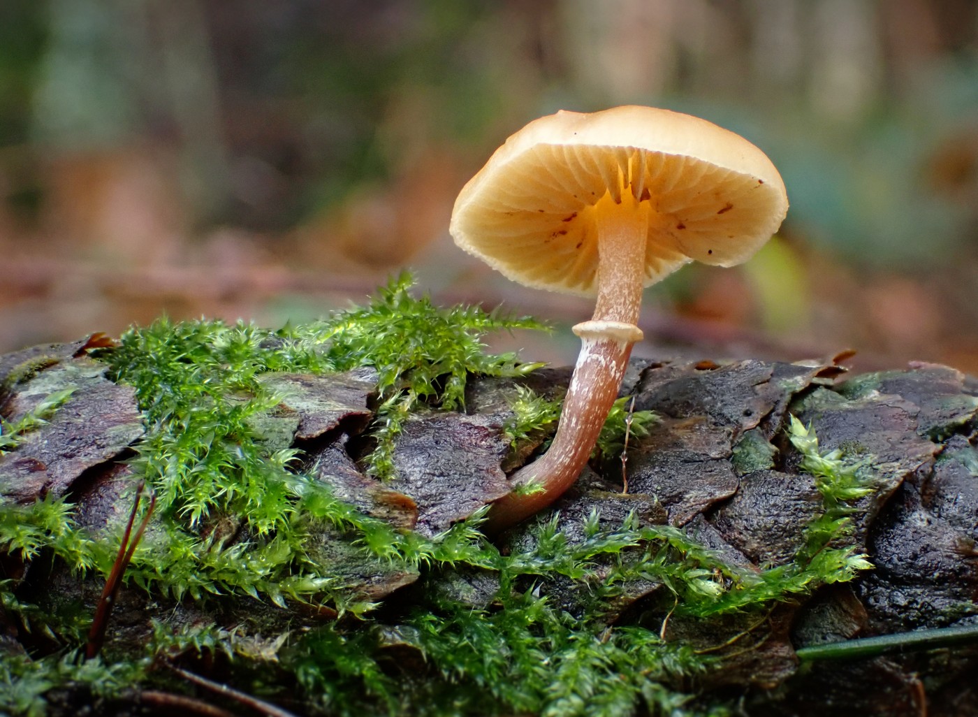 20251110 Myko Nizbor (1)