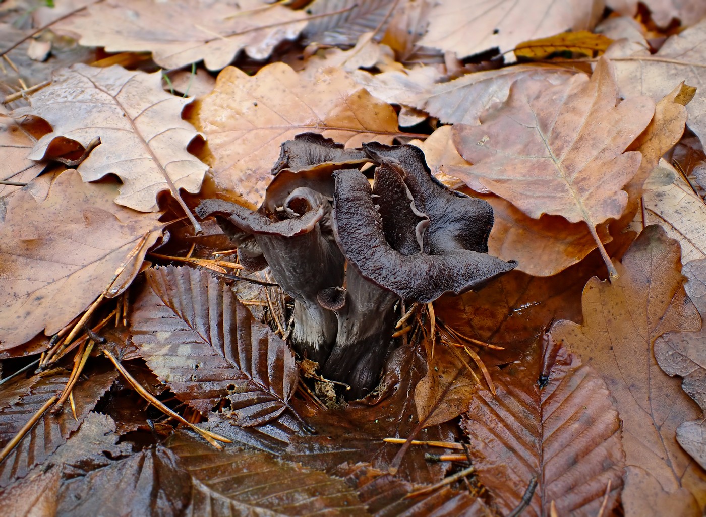 20251110 Myko Nizbor (2)