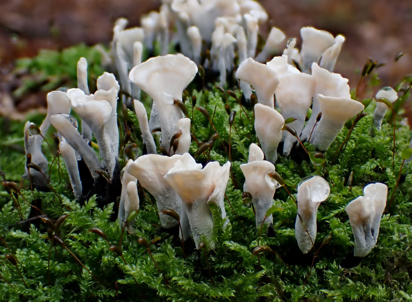 20251110 Myko Nizbor (3)