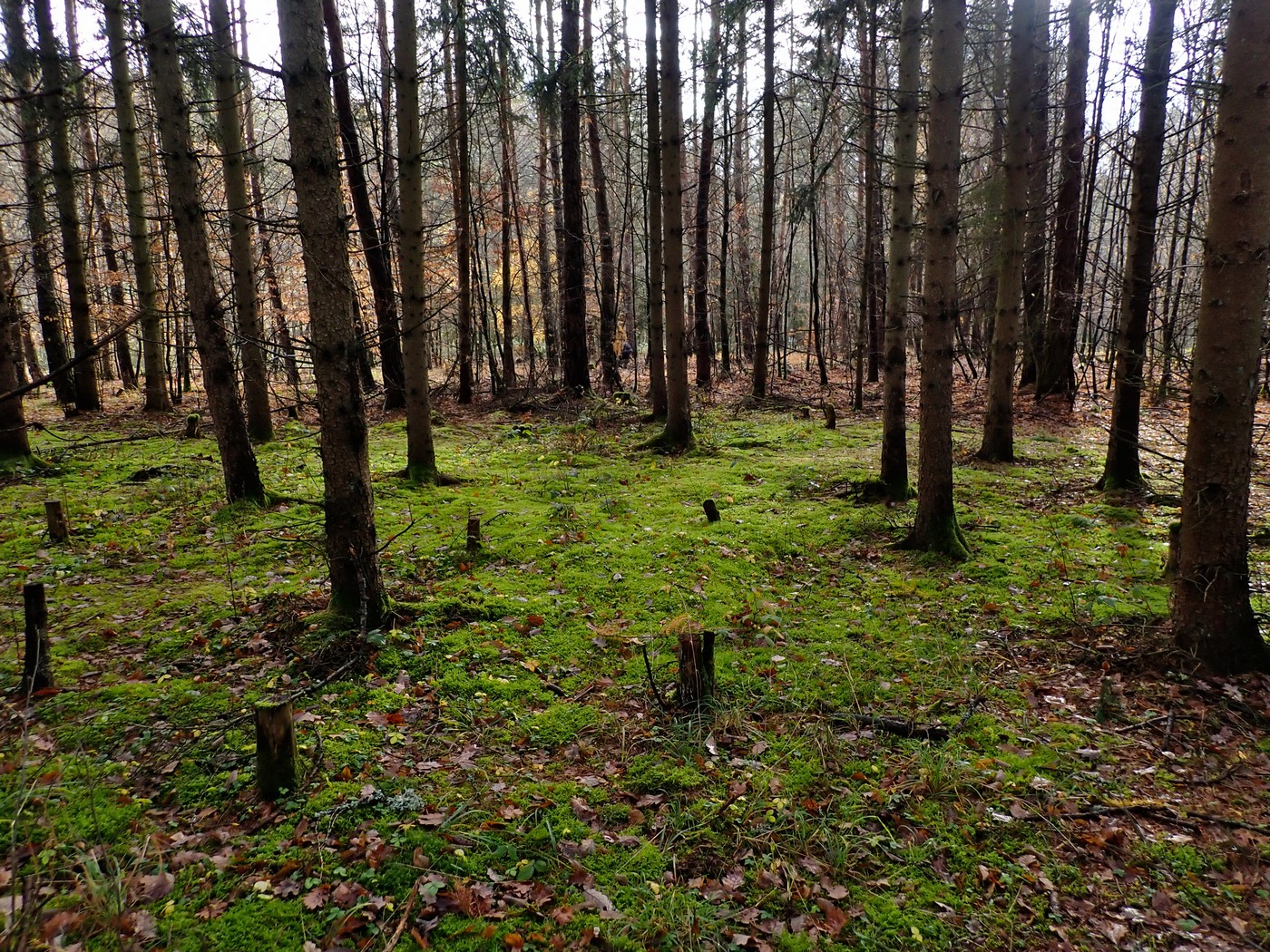 20251110 Myko Nizbor (4)