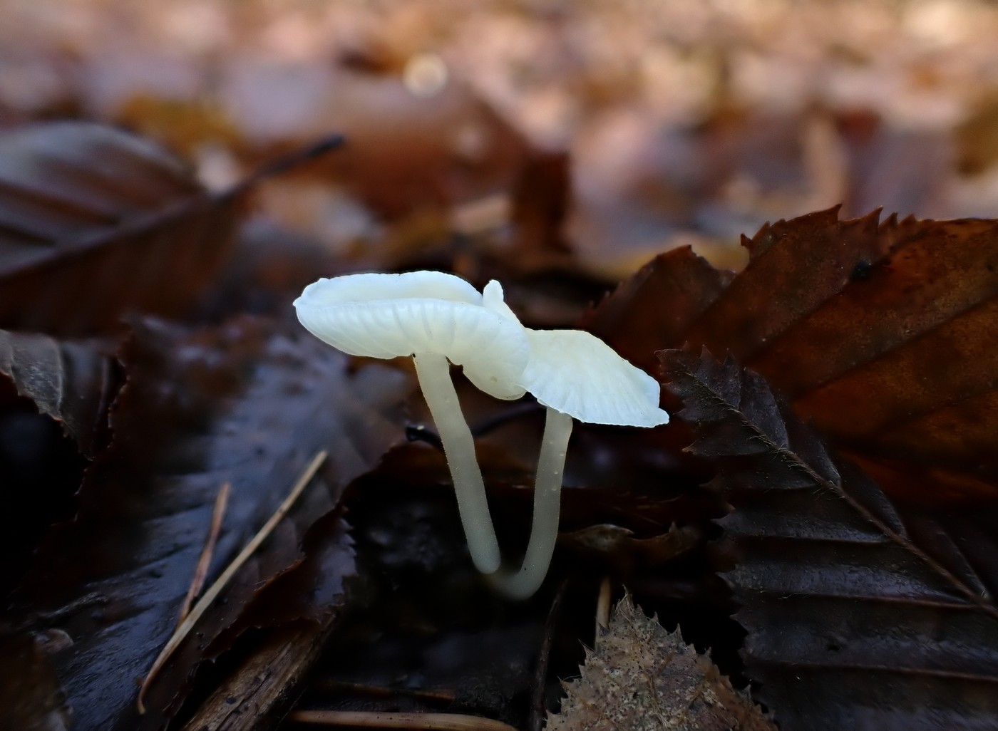 20251110 Myko Nizbor (5)